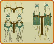 Chariot Horse Harness