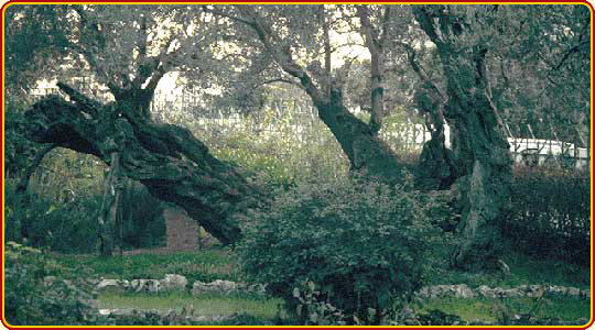 Photograph of the Garden thought to be Gethsemane - www.BiblePictureGallery.com
