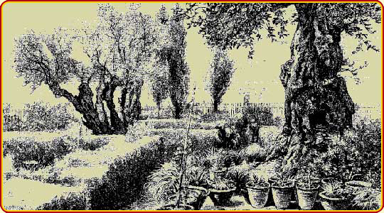 Gethsemane view - www.BiblePictureGallery.com