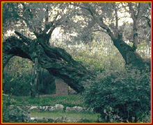 Photograph of the Garden thought to be Gethsemane - www.BiblePictureGallery.com