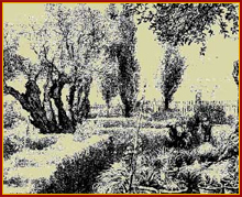 Gethsemane view - www.BiblePictureGallery.com